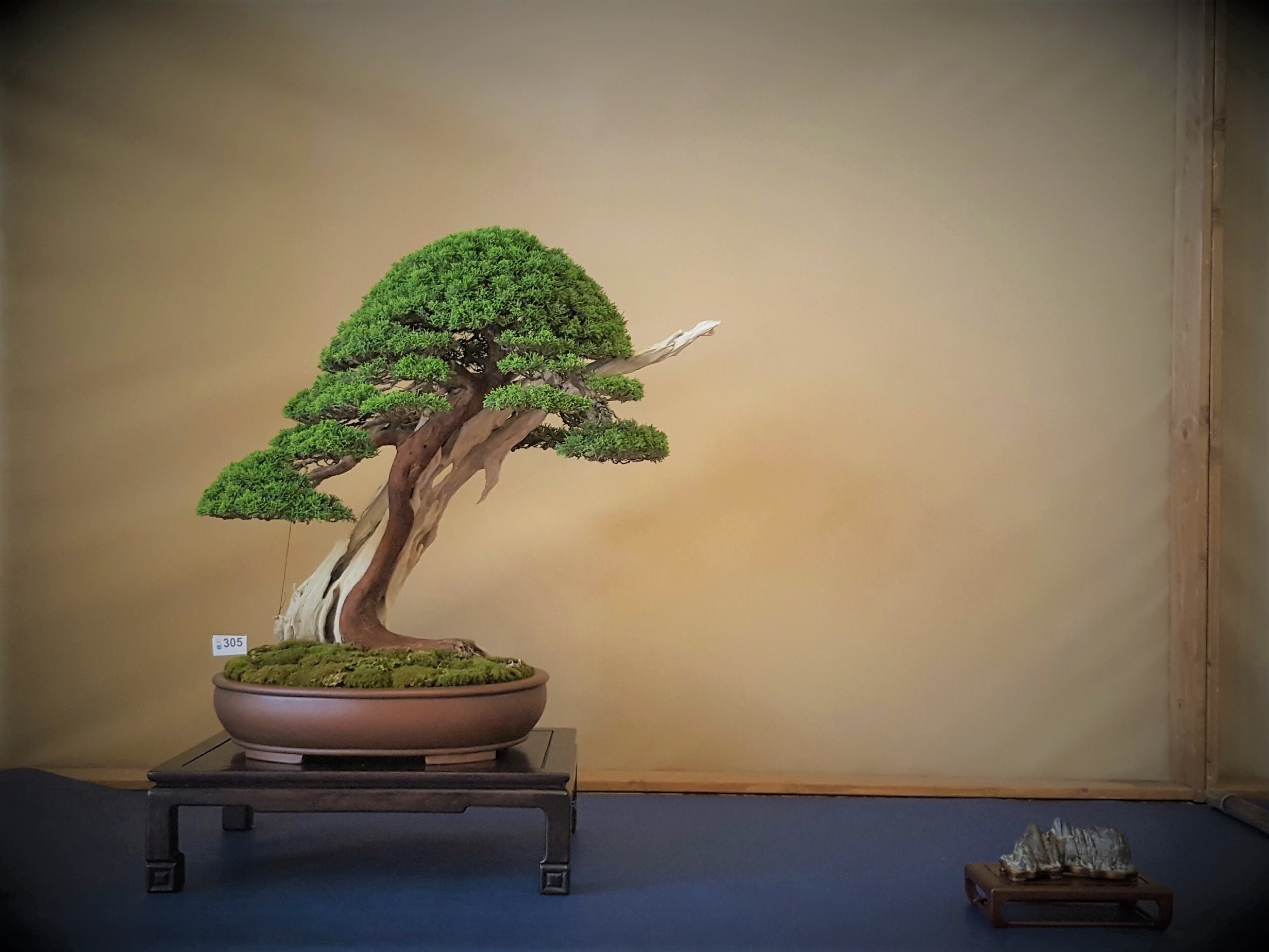 Everything you need for bonsai growing and caring