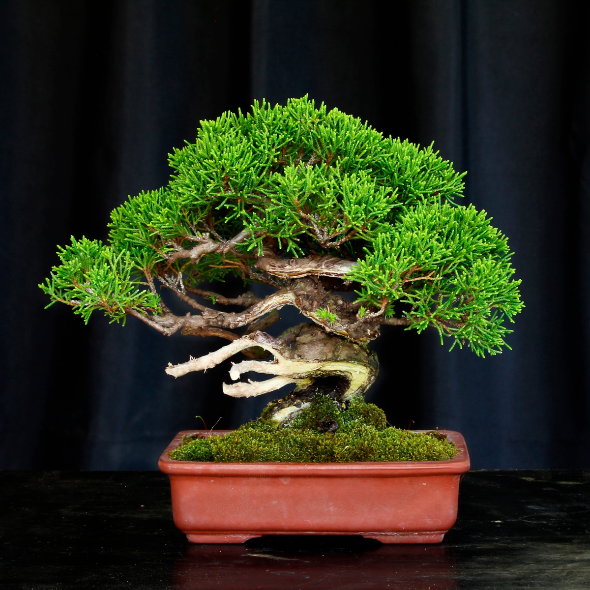 Juniperus Chinensis Var Itoigawa Bonsai Da Esterno Iab0019 In