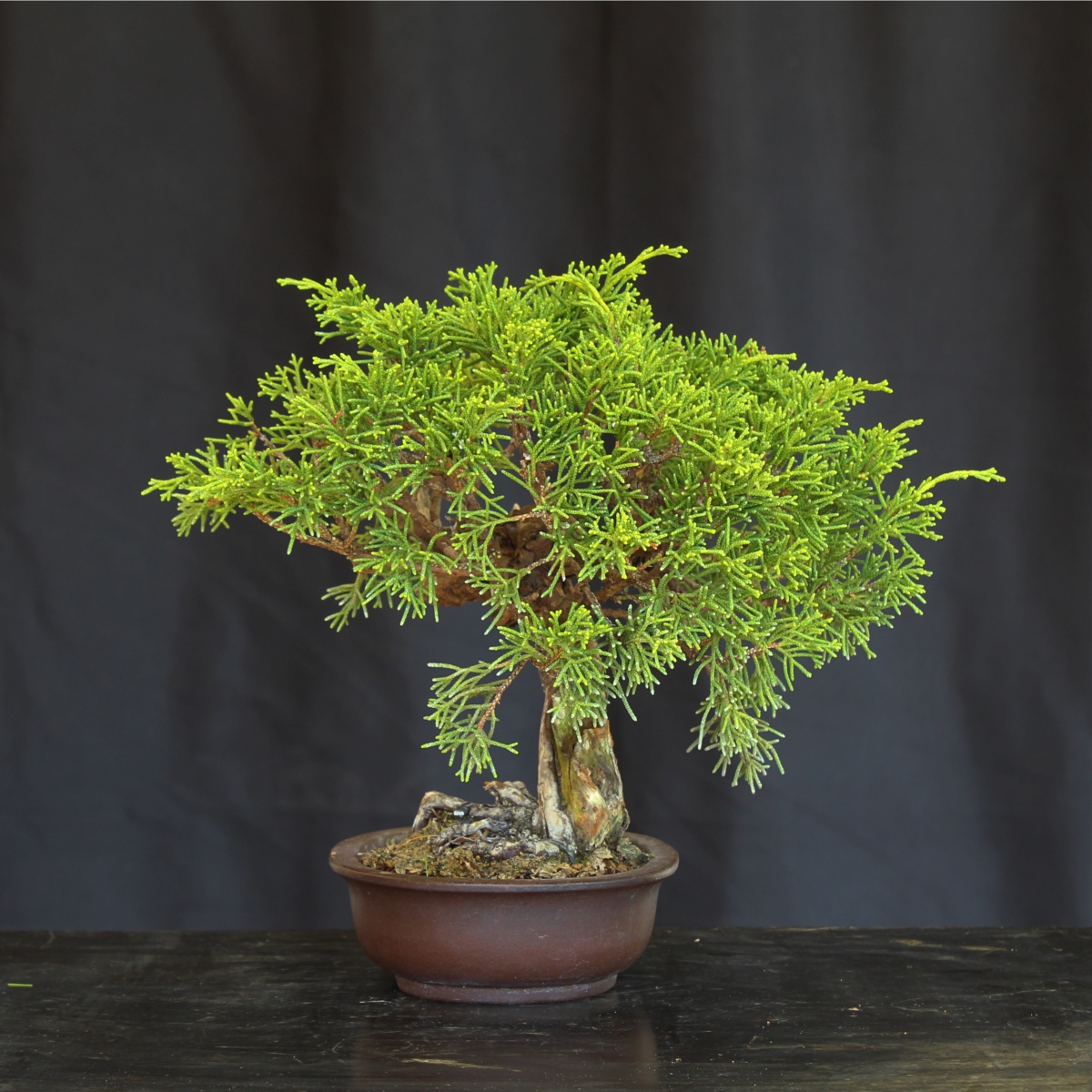 Juniperus chinensis var. Itoigawa, Bonsai da esterno | IAB ...