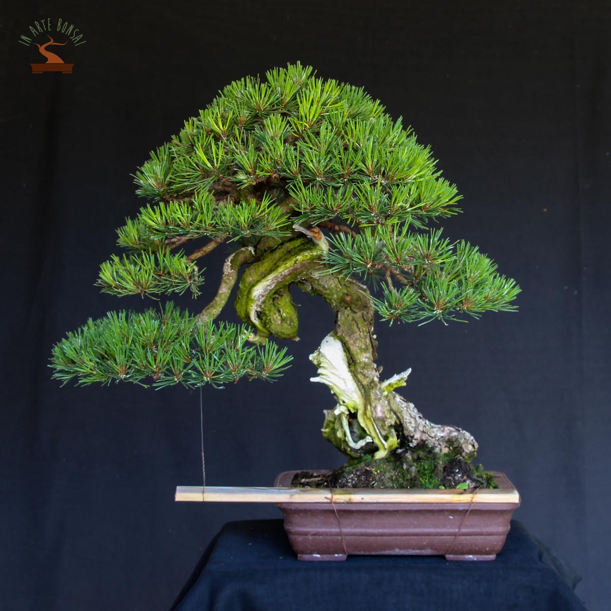 The careful and daily care of our bonsai