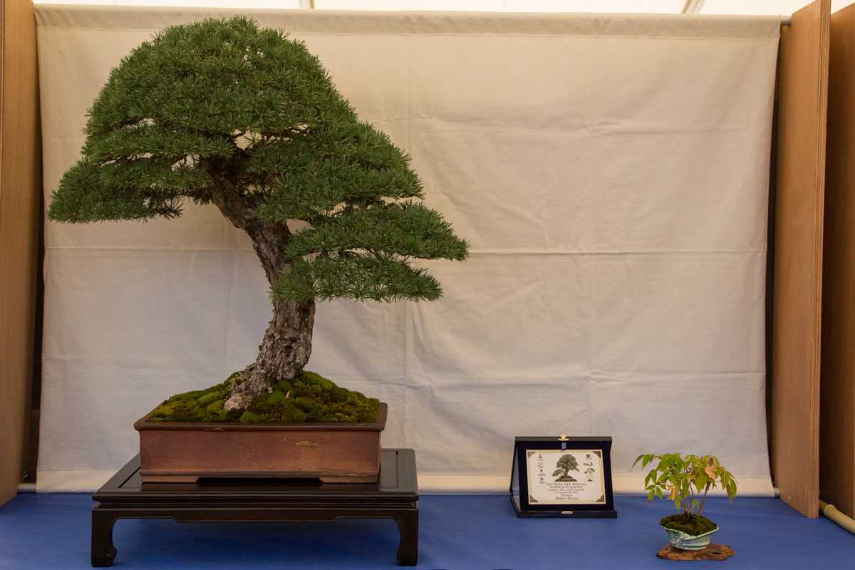 festival-del-bonsai-2021-andora-sv