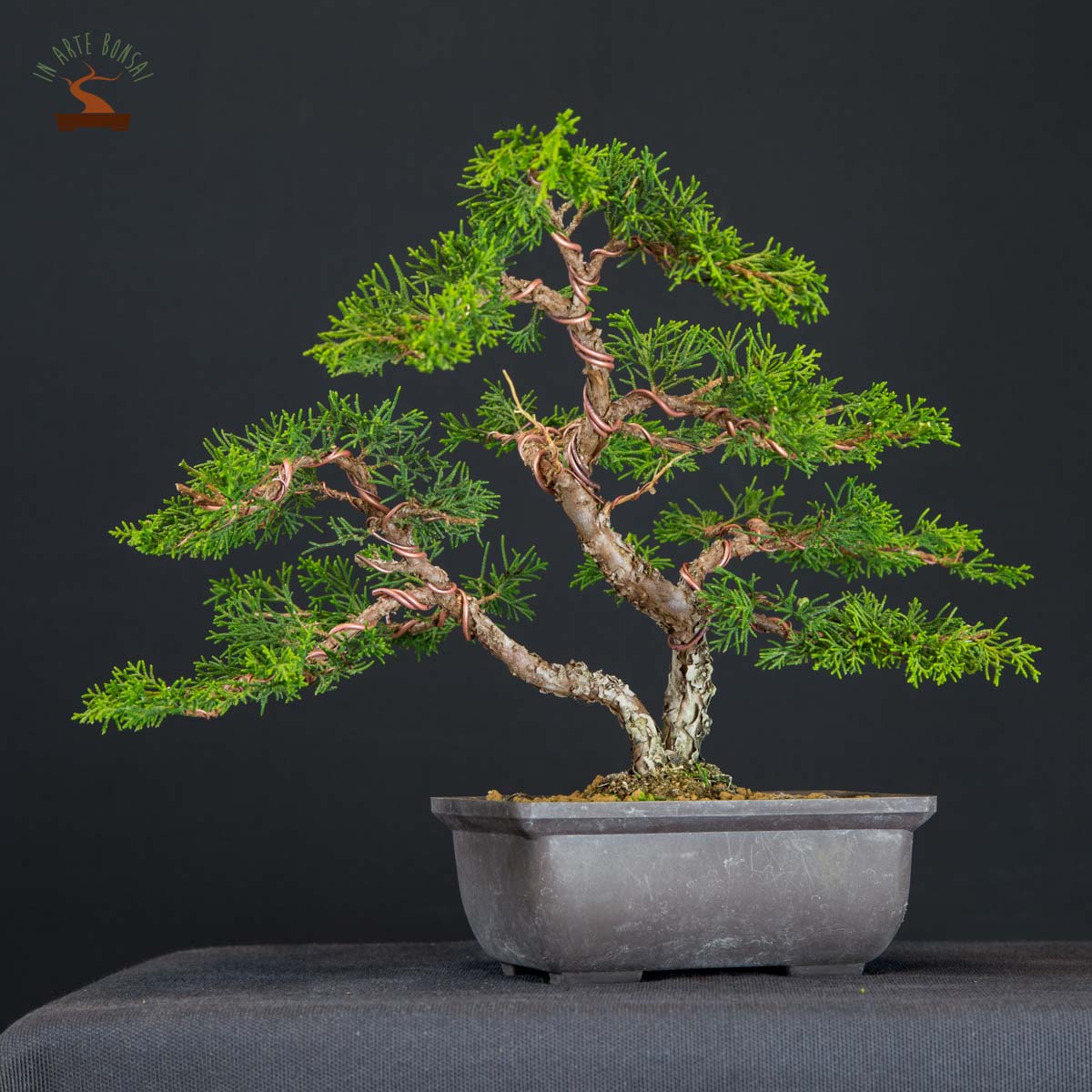 le-attivita-didattiche-di-in-arte-bonsai
