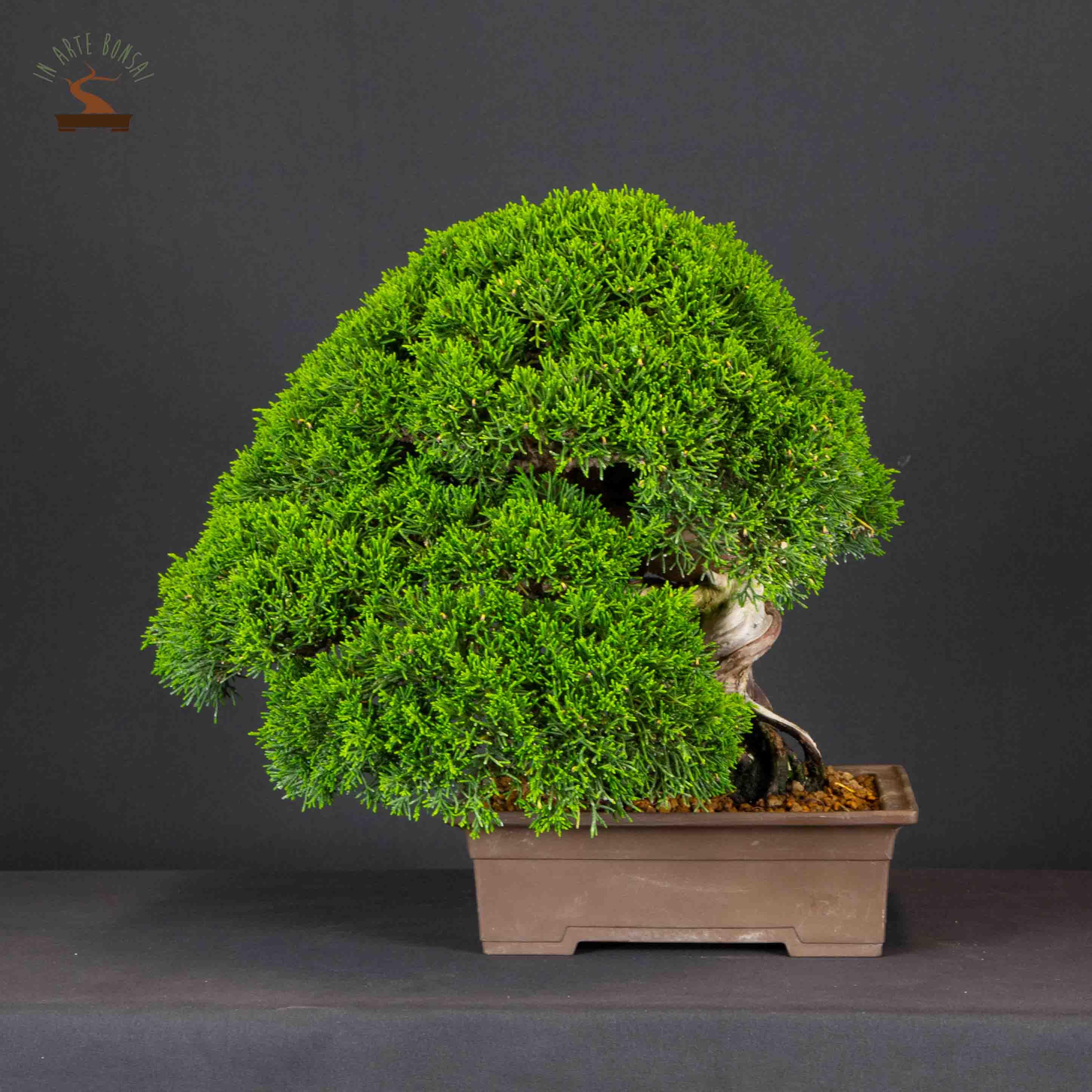 Juniperus chinensis var. Itoigawa