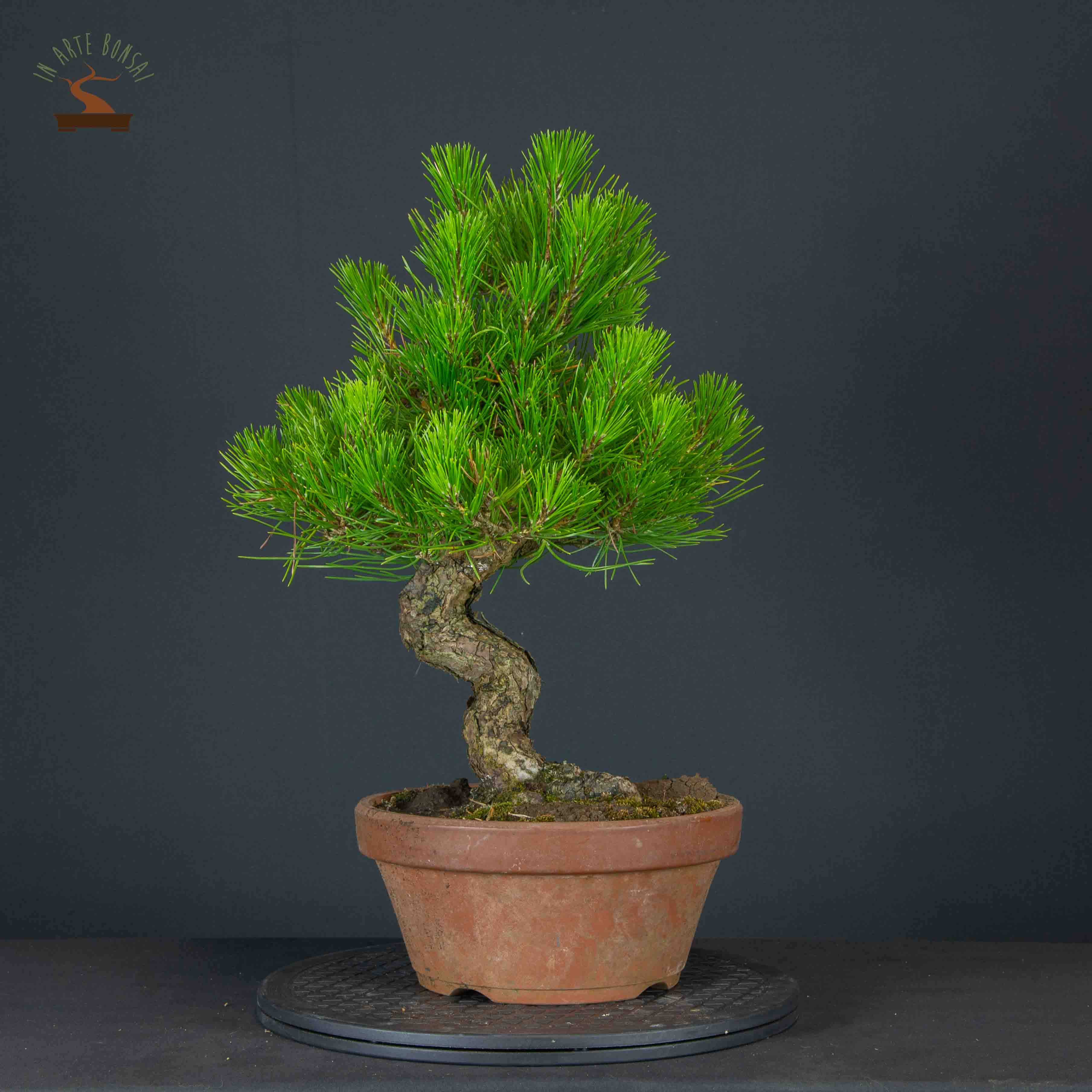 Pinus thunbergii