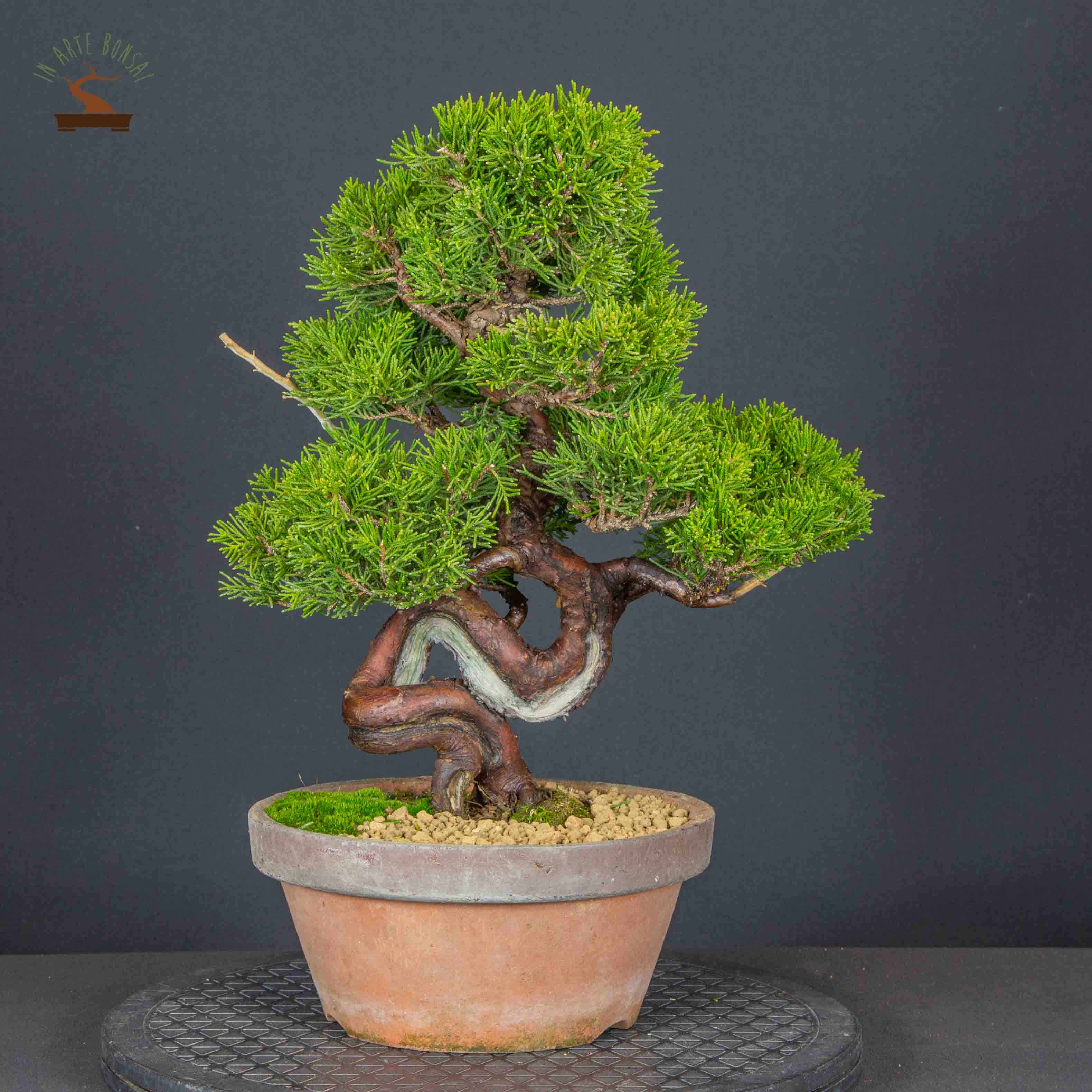 Juniperus chinensis var. Itoigawa