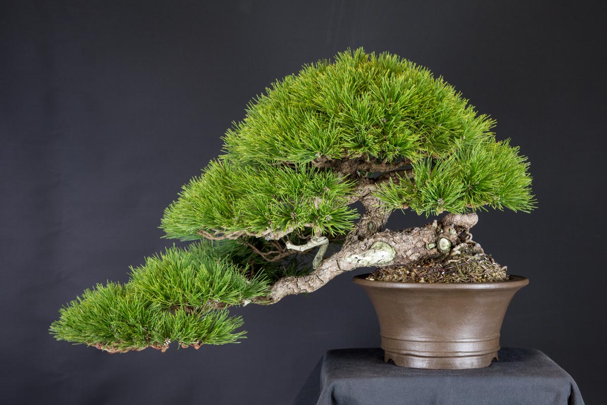 Great selection of bonsai specimens