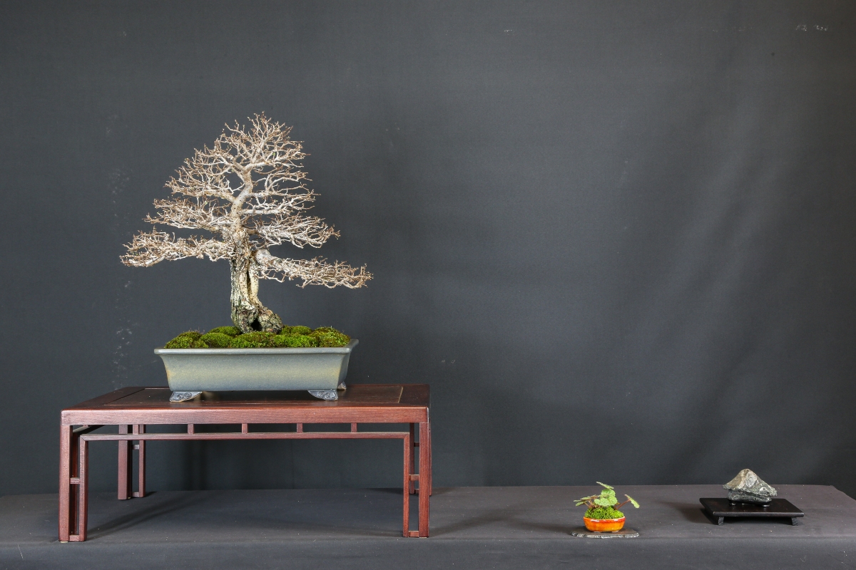 In every season, the bonsai of your dreams