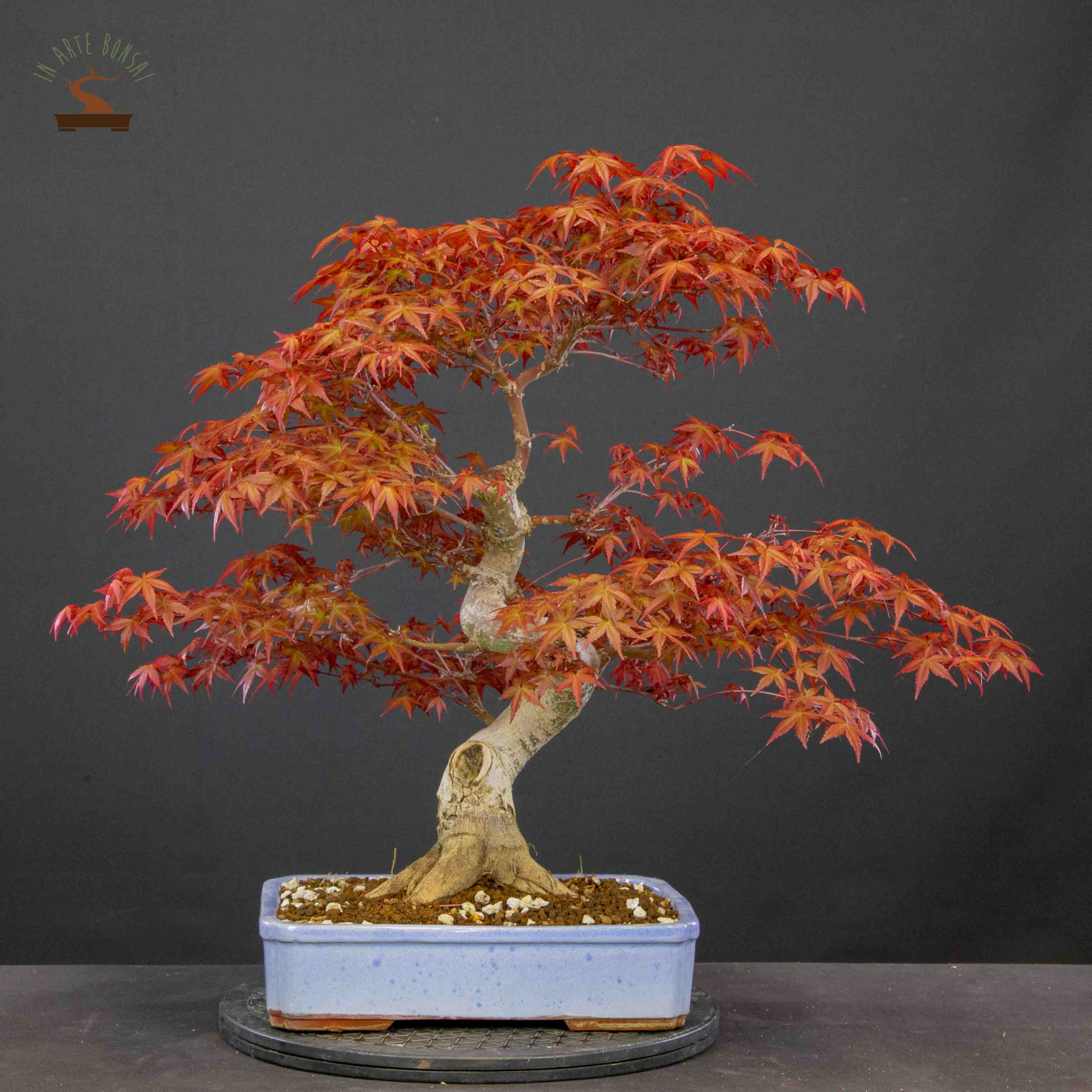 Acer palmatum var. deshojo