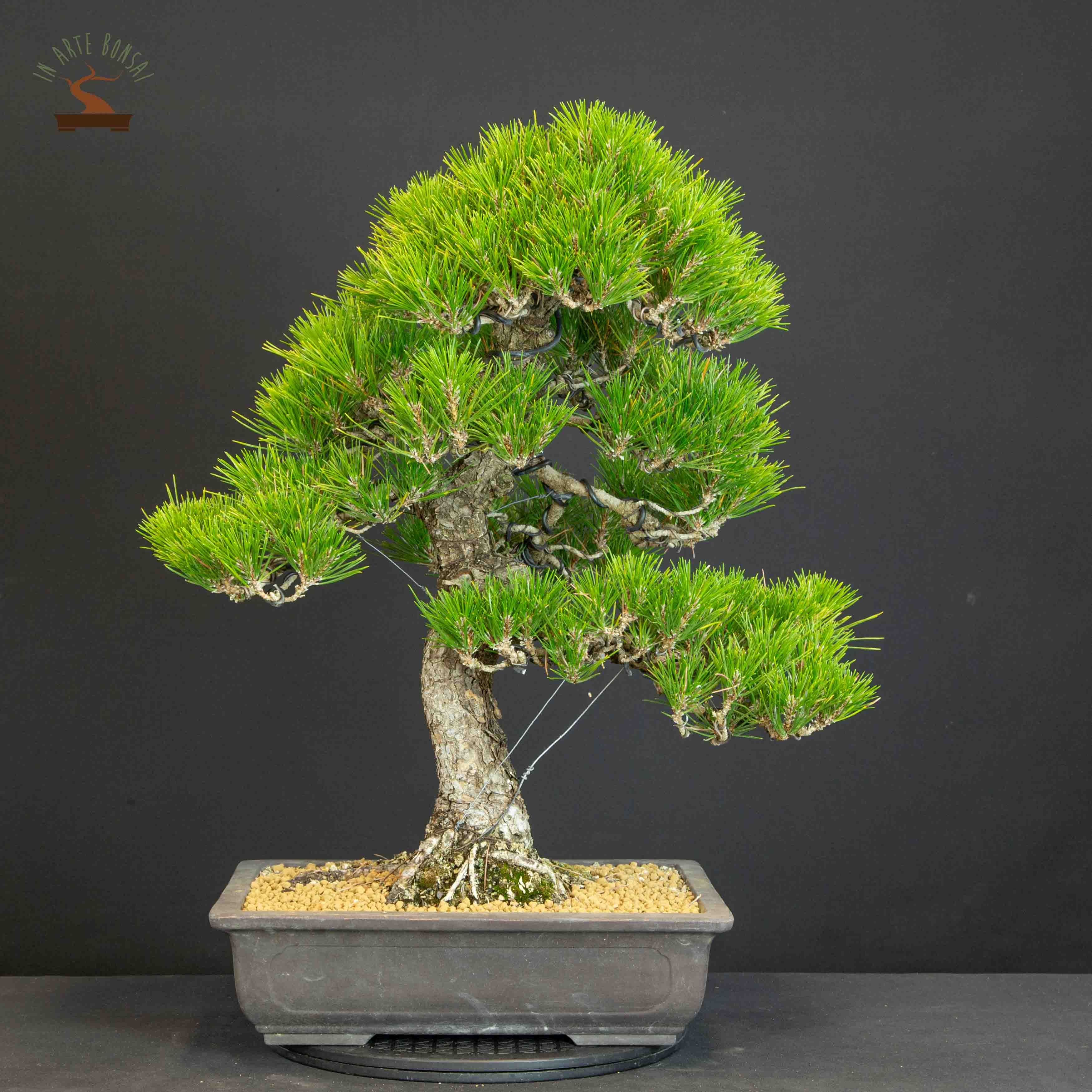 Pinus thunbergii