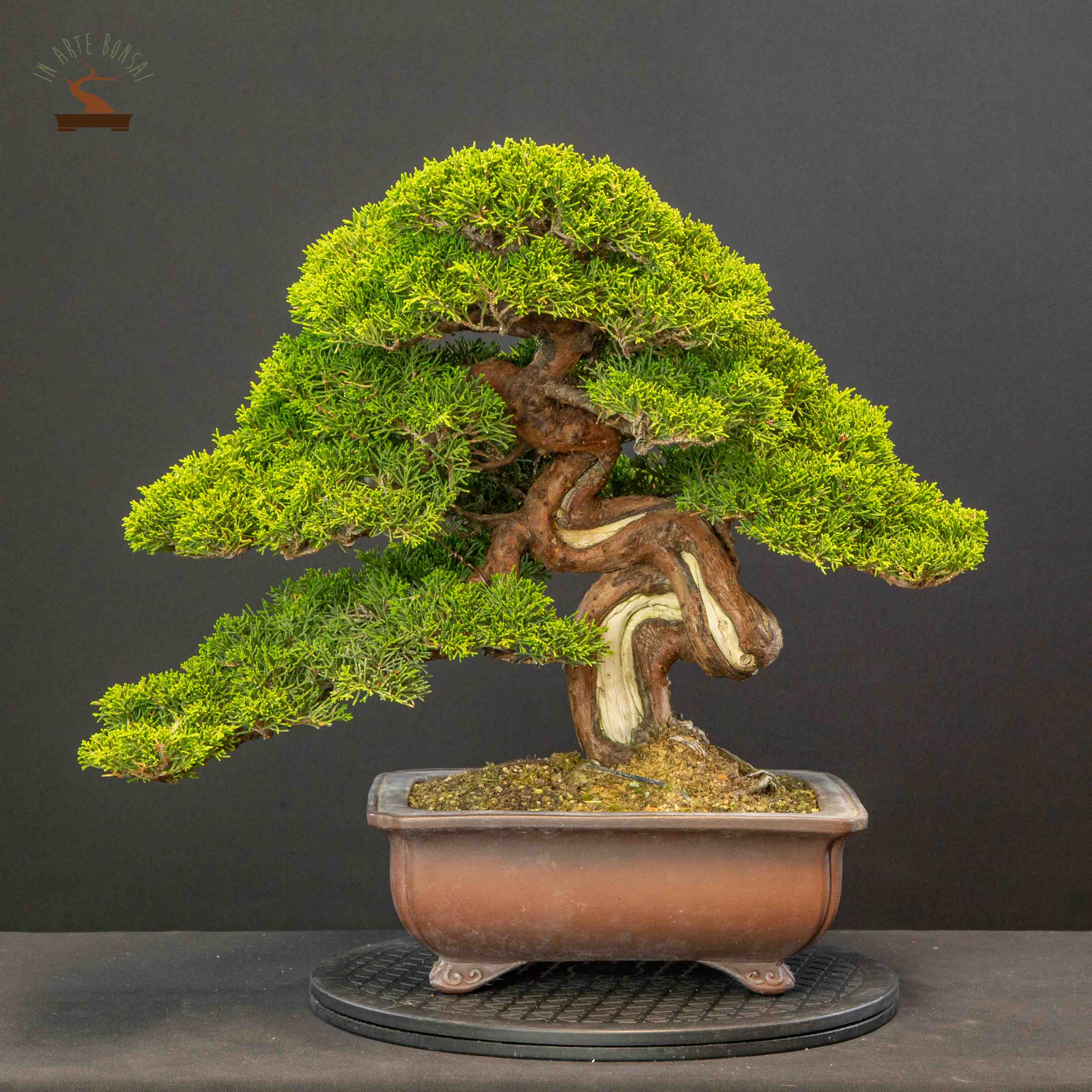 Juniperus chinensis var. Itoigawa