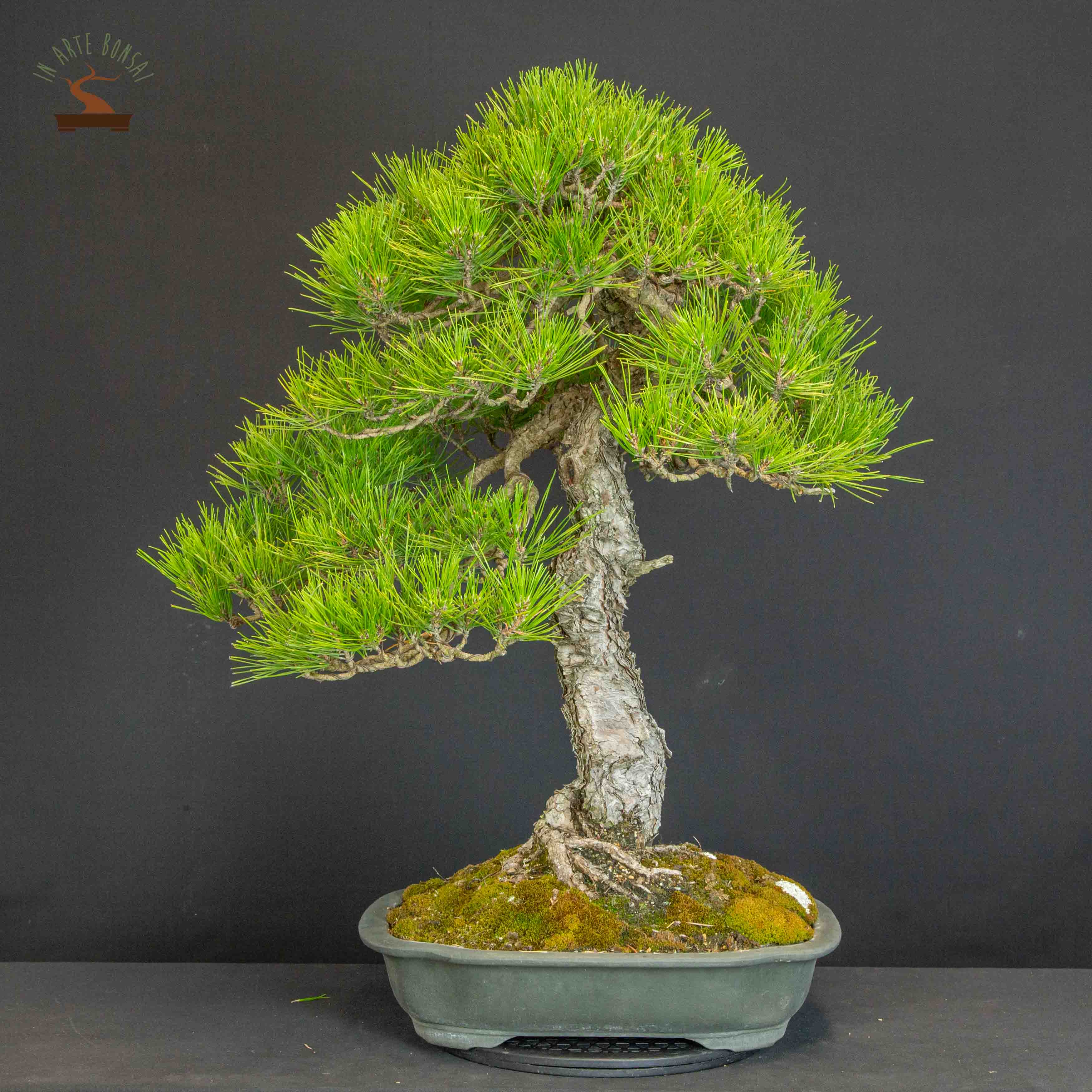 Pinus thunbergii