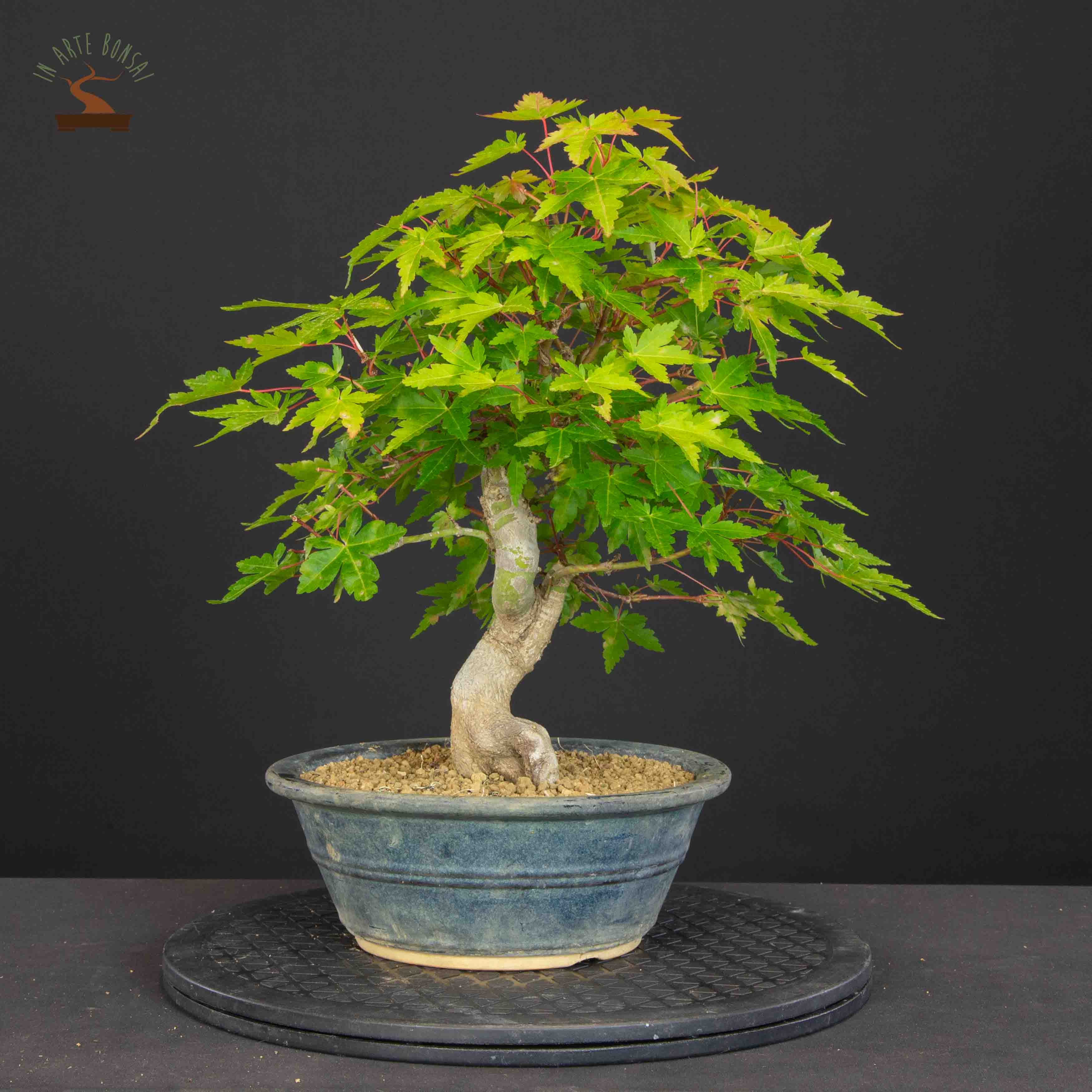 Acer palmatum yamamomiji