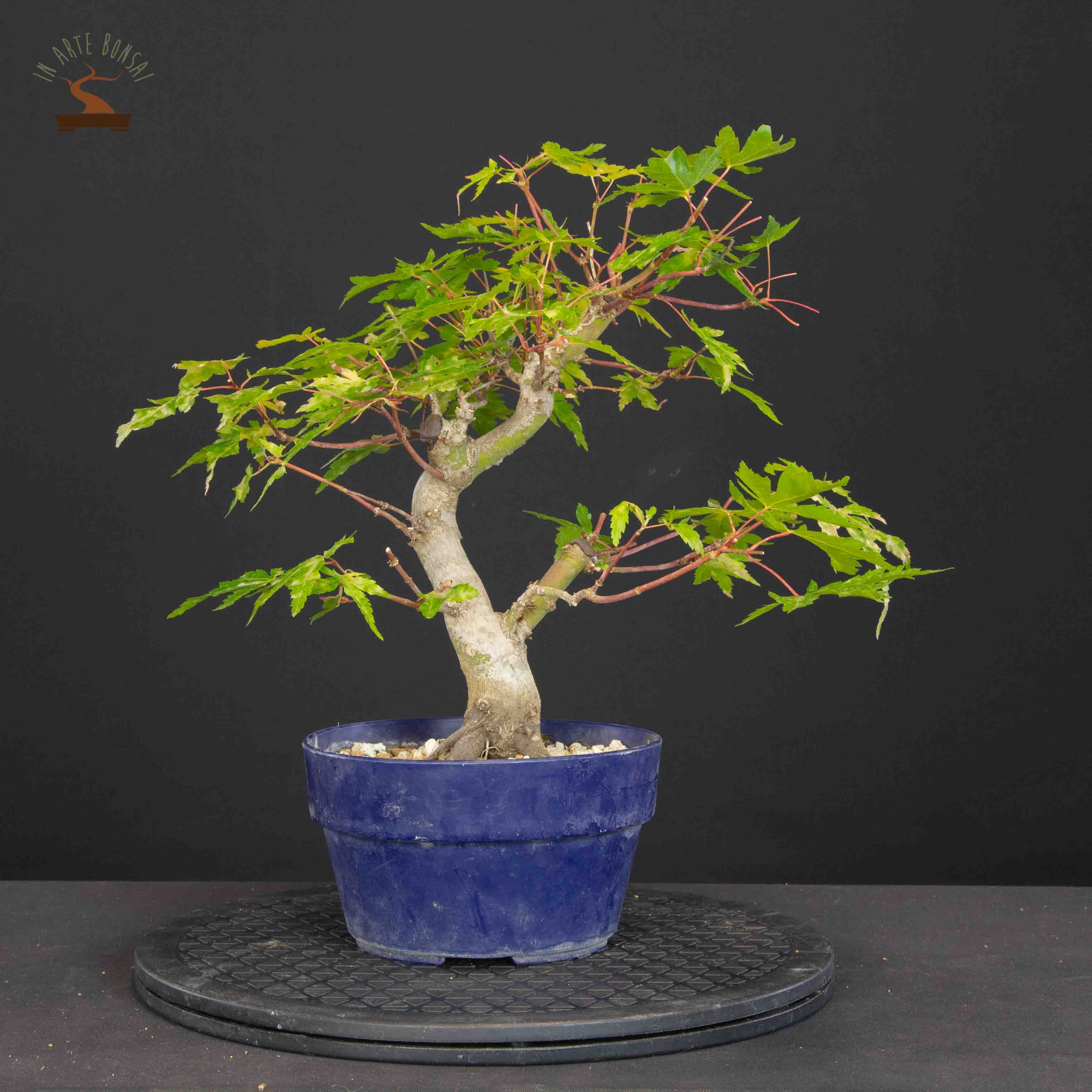 Acer palmatum yamamomiji