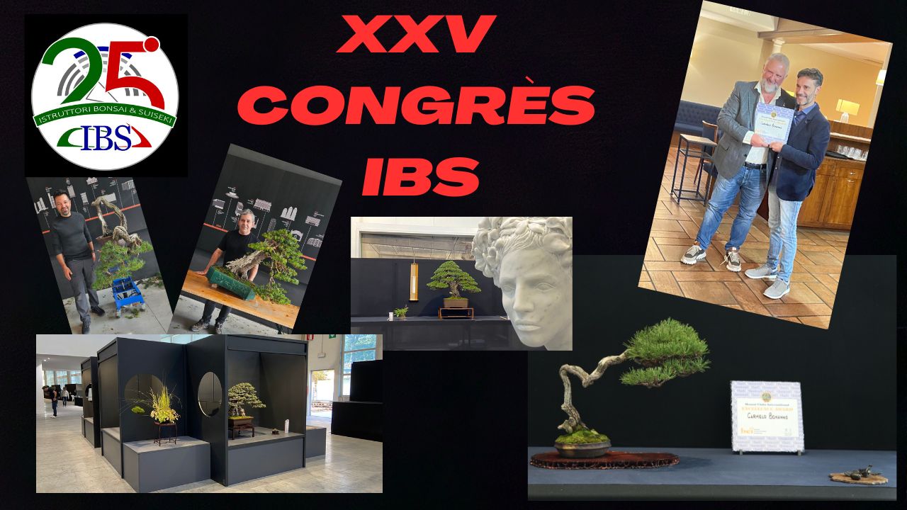 video-il-xxv-congresso-ibs-12-13-ottobre-2024-chiampo