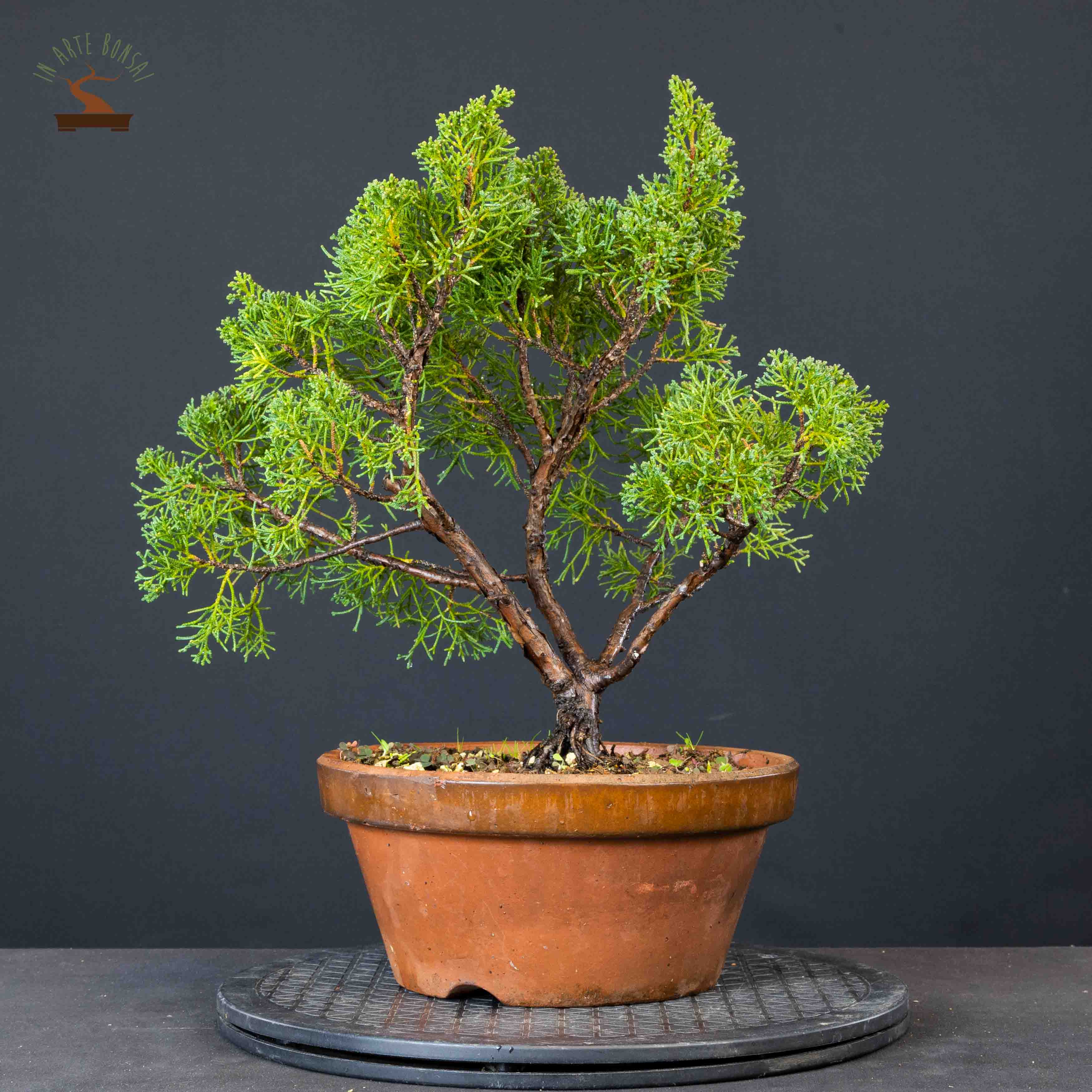 Juniperus chinensis var. Itoigawa