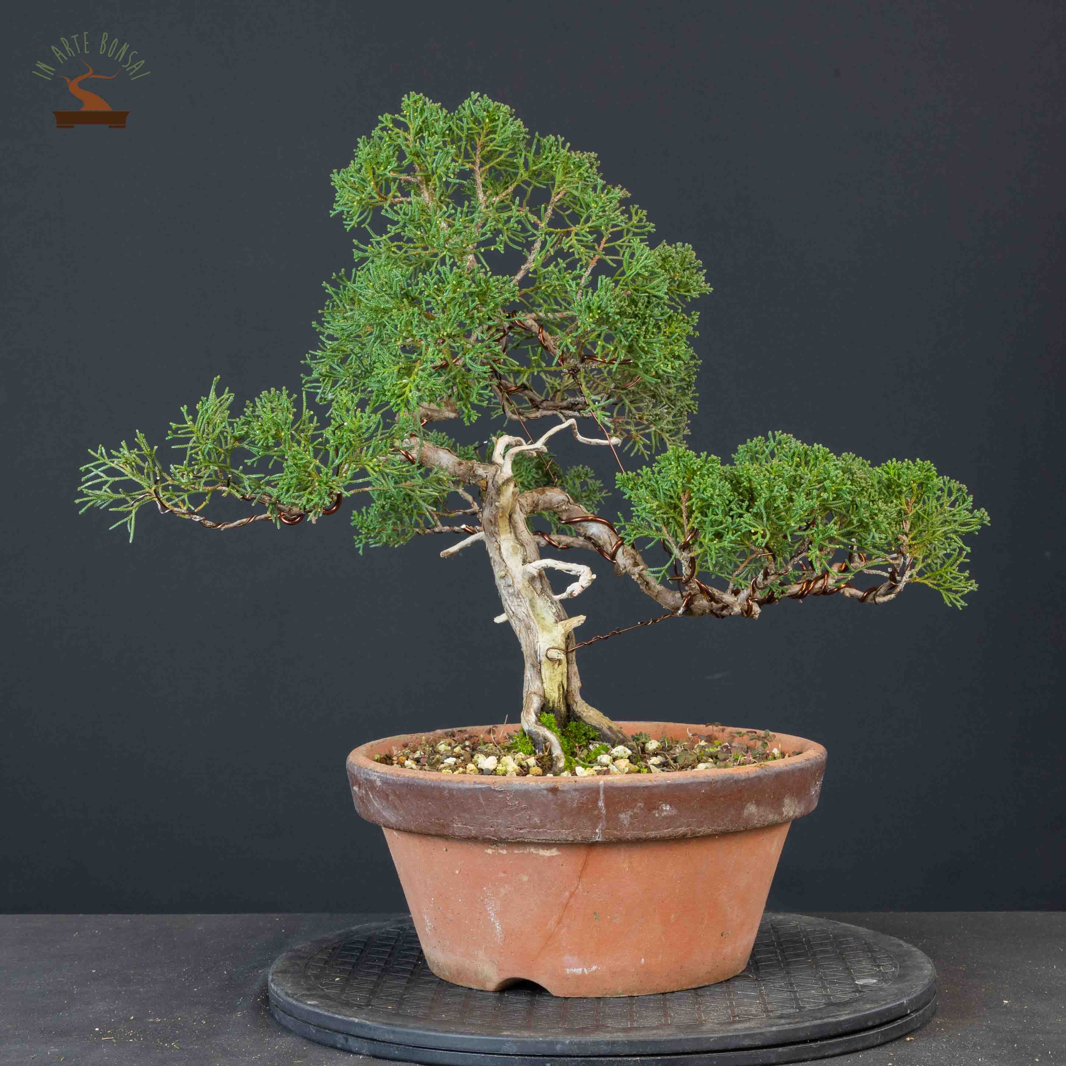 Juniperus chinensis var. Itoigawa