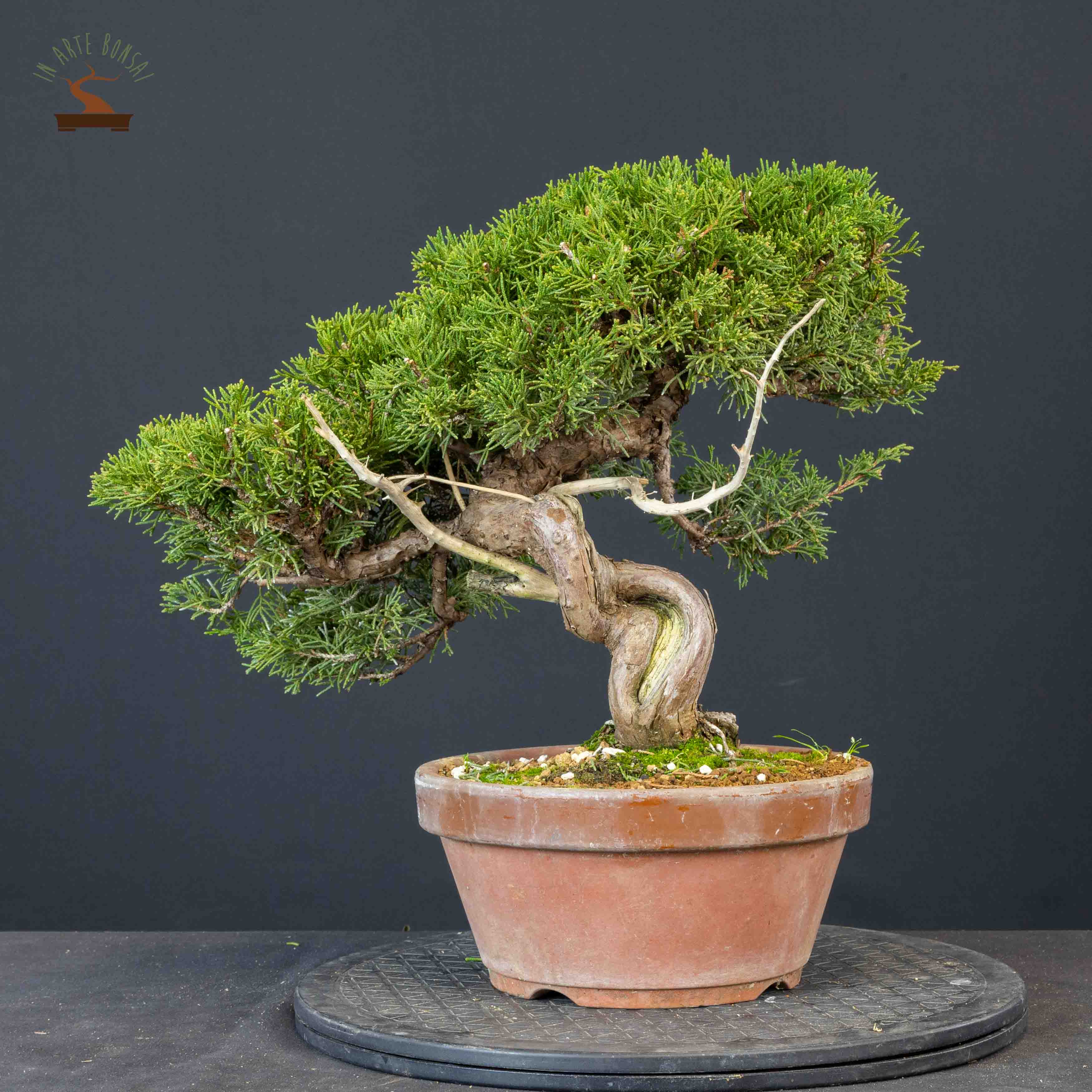 Juniperus chinensis var. Itoigawa