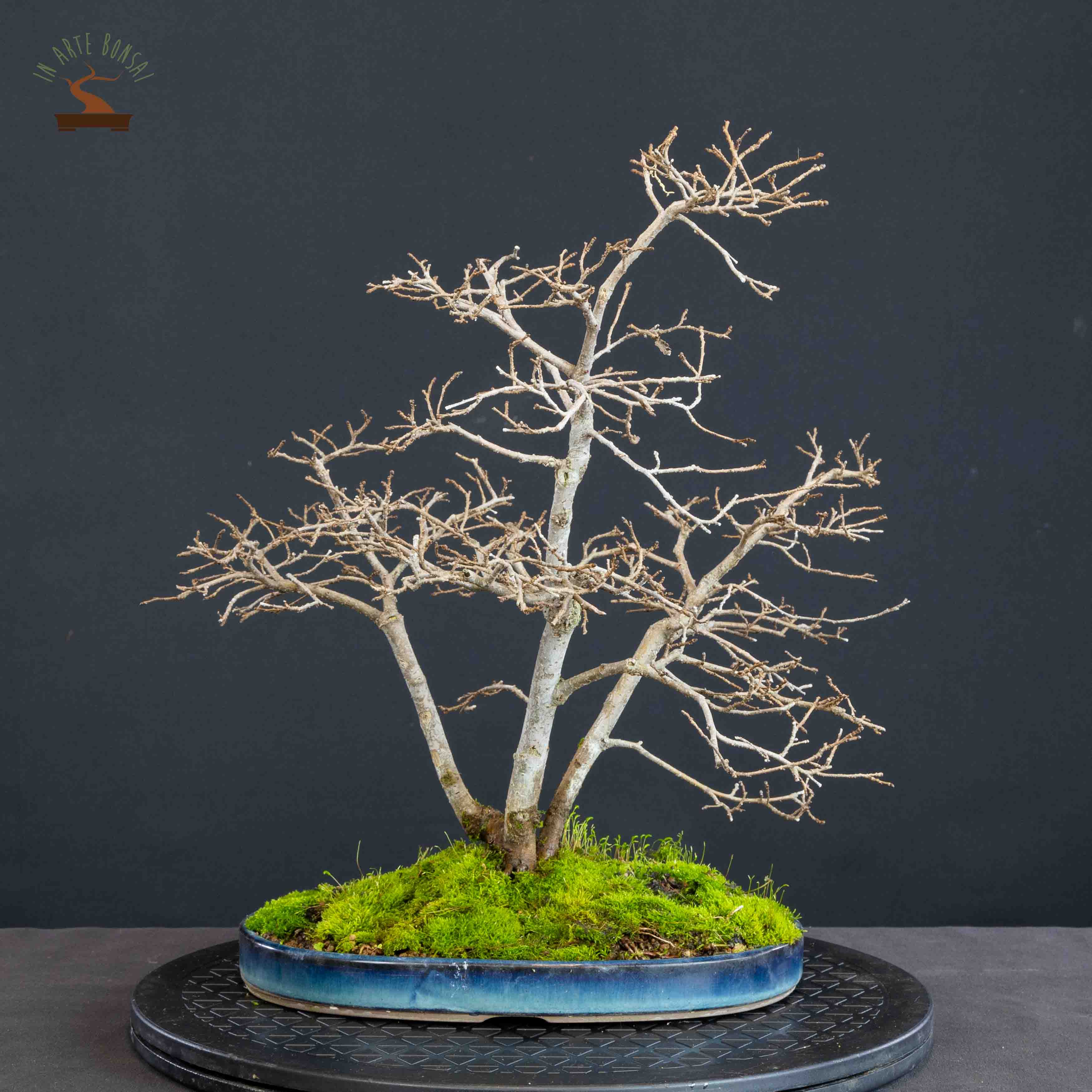 Zelkova nire