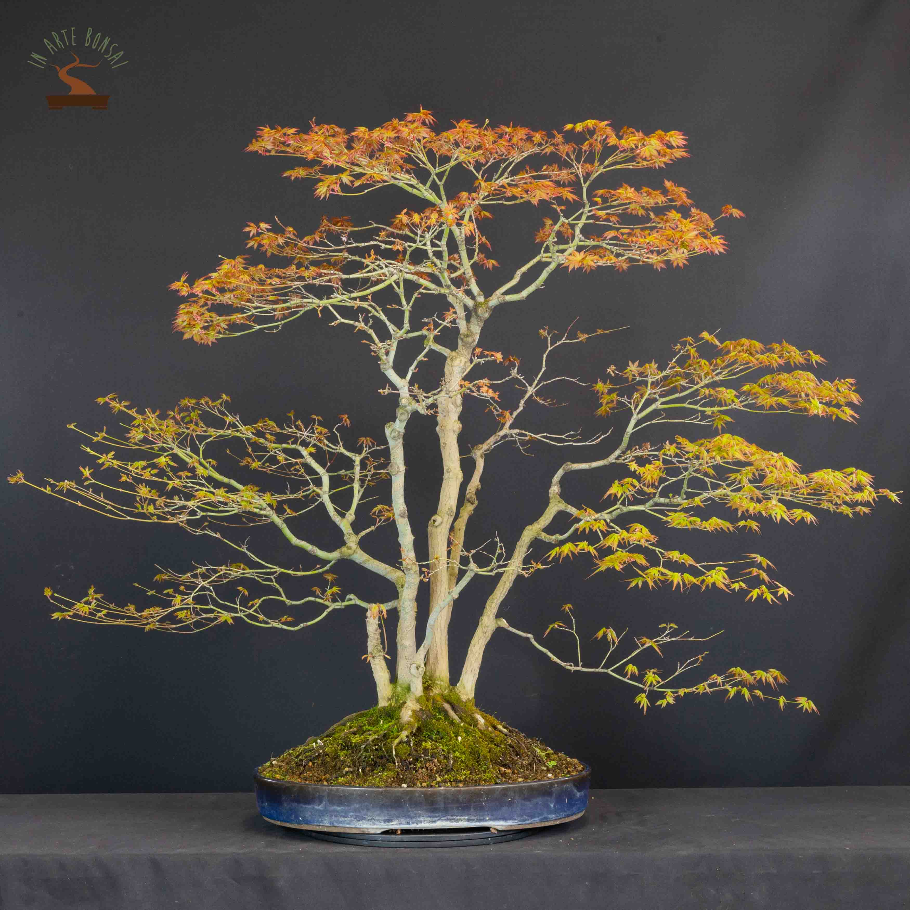 Acer palmatum yamamomiji